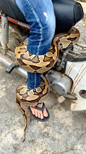 Giant Python Wraps Around Poor Boy’s Leg – Shocking Moment! #funny #short