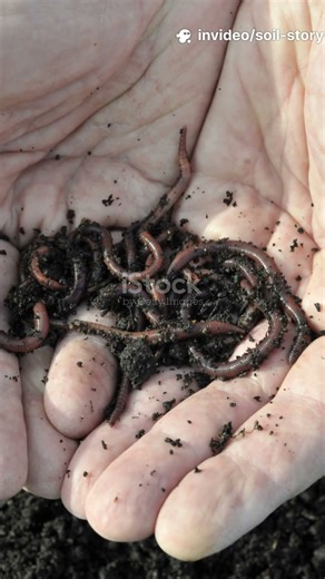 The Cardboard Hack Gardeners Hide!