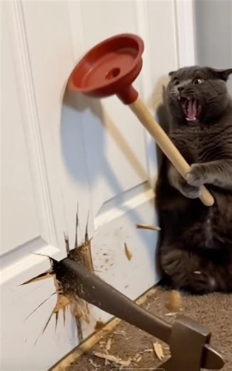 Horror Movie Scene… But With a Cat and a Mouse! 😂🐱🤣