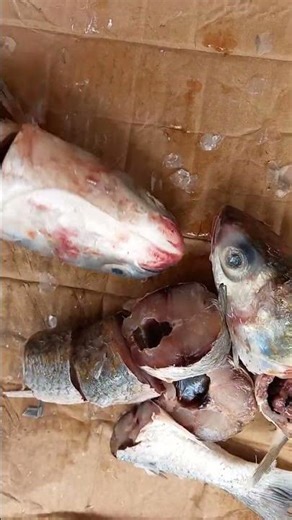 How to clean Mullet fish and fry. #food #cooking #recipe #fishsoup #fish
