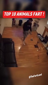 512K views · 17K reactions | Top 10 Animals Farts ! #compilation #compilation #top10 #viral #fyp #reels #farting | Thefart machine | Facebook