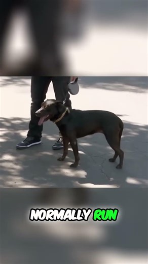 Dog Overcomes Fear: Air Compressor Challenge! #shorts