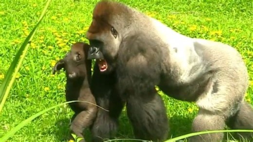 So gorgeous action between gorilla daddy D'jeeco with Jabali very coo | Go Gorilla
