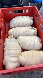 Voi stiti ce avem aici ?🦖🦖🦖#Punctgastronomic #FINCA GALAN # 40 (720) 066 800 #BISTRITANASAUD #strada Muscatei 28 #mancaresanatoasa #fyp #viral #cramelegalan #porc #sarmale #fincagalan #slanina #carnat #distractie #pastrama # ferma # animale #romania #urechedeporc #km.0 #cas #traditional #spania #slaninadeelefant #ceapa #branza # https://shop.fincagalan.ro/ si la radio https://ziarlanegru.ro/ @reper | Marius Galan