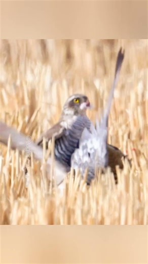 Headline: Nature’s Raw Reality: Understanding the Goshawk’s Hunting Skills 🦅 #eaglepower47