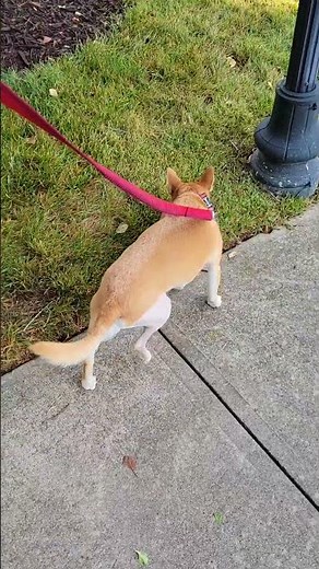 The Heartwarming Recovery of a Pup After $4000 Knee Surgery