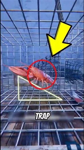If you ever wondered how lobster traps actually work