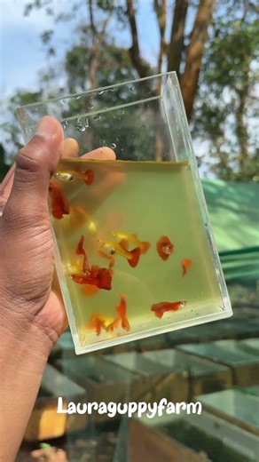 Golden flamingo #guppy #fishkeepinghobby #aquarium #farming #fishaquarium #fishtank #guppyfish