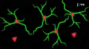Imaging and Quantification of Axonal Regeneration in Axotomized Rat Retinal Ganglion Neurons