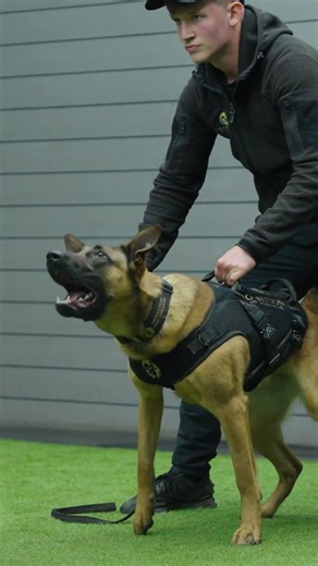 From 8 Weeks Old to Now! What A Journey Chilli Has Been On ❤️🌶️ #protectiondogsworldwide