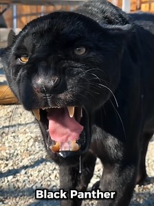 Hear the Roars of Big Cats | Wildlife & Nature