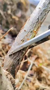 Best method and unique ideas for the grafting of fruit trees #grafting #plants #garden #tree #work #green #flower #gardenlife #gardendesign #beautiful #art #mygarden #architecture #trees | Sophia Delagarza
