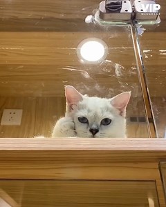 1K views · 73 reactions | I thought the cat is scratching it's own...