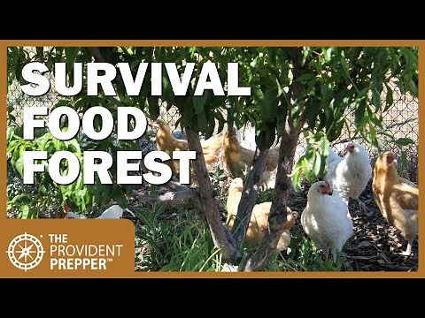 How to Create a Survival Food Forest in Your Own Backyard