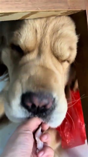 The Heartwarming Moments of Dog Ownership: Witness the Transformation