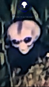 104K views · 3.2K reactions | Alienígena intenta comunicarse con un hombre en plena madrugada? 略 #archivosclasificados #enigma #MisteriosReales #MisteriosOcultos #misterio #UAP #MisterioEspacial #alien #aliens #UFO #extraterrestres #grises #viralreelsシ #NUEVO #new #BreakingNews | Avistamientos ovni "ya están aqui'' | Facebook