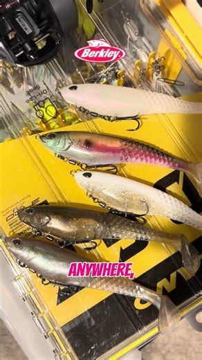 Size Does Matter 5 in. Cull Shad ‪@berkleyfishing‬ #berkleyfishing #cullshad #springfishing #fyp