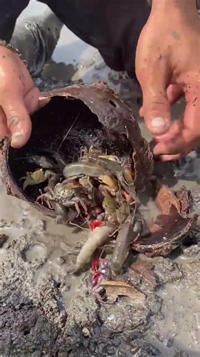 Amazing Lobster Coming Out of the Mud! 😱 | Rare Nature Moment