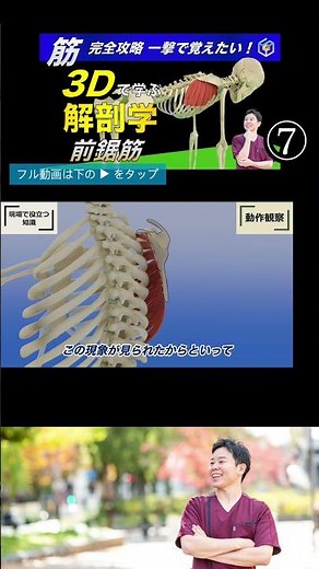 Observation checkpoints for the serratus anterior muscle: Understand the serratus anterior muscle...