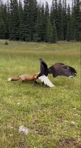 Who's the REAL Predator? Eagle vs Fox!