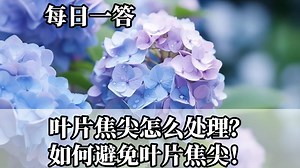 叶片焦尖怎么处理？如何避免叶片焦尖！