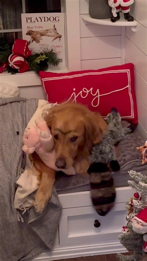 Our Elf on the Shelf made a grand appearance! #dog #goldenretriever #dogsoffacebook | Aguyandagolden