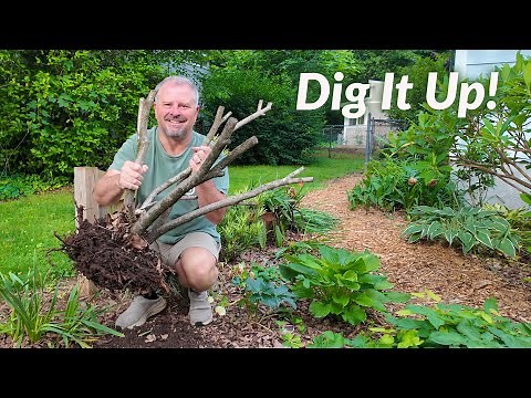 How to Remove an Old Established Shrub