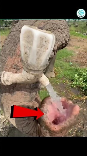 How do elephants drink water 🤔