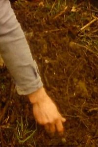 Tree of life - Movie