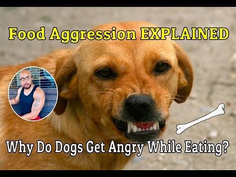 Why Does My Dog Snap at Me When Eating? Food Aggression Explained