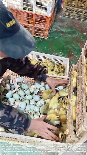 Welcoming the Ducklings: How Hands Guide New Life From Shell to Basket