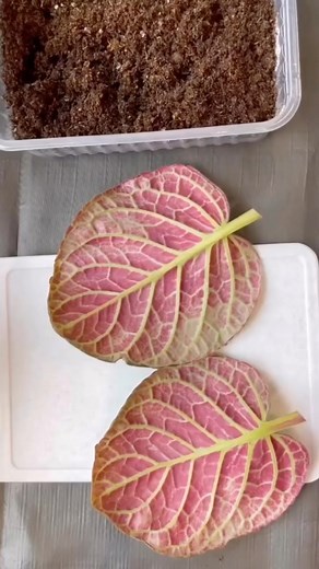Plant Leaf Cutting Propagation Technique 🍃♥️ 🌱 @gloxinia_krasnodar #philodenron #plantfamily #plantparenthood #plantstagram #leaflove #maranta #indoorgarden #monstera #calathea #begonia #plantpeople #plantlover #houseplantlover #plantslover #instaplants #alocasia #succulents #syngonium #houseplants #indoorjungle #plantlady #indoorplantsdecor #indoorplantsdecor #plantgang #houseplantcommunity #diy #hacks #viral #howto #losangeles #california | ᑭlantamaven