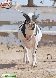 40 reactions · 3 comments | CALL: ‪03178831988 ‬(Hunain)  CHULLBULL   TABASSUM CATTLE FARM  FEW ANIMALS LEFT FOR QURABNI LOVERS COME & VISIT OUR FARM拾拾 #CattlesWithRizvi #CocMember #Dalfians #TabassumCattleFarm . . . . . . #BakraEidInPakistan #QurbaniBulls #Mandi2024 #GadapMandi #MalirMandi #Karachi #KarachiAds #viralVideos | Cattles With Rizvi | Facebook