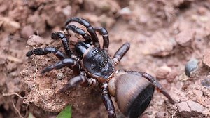 Ultra rare spider seen on camera after seventh sighting in 120 years