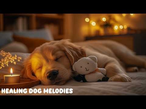 12 Hours of Relaxing Music for Dog ✨ Relaxing Piano for Dog - Deep Calm & Calm Comfort For Dog