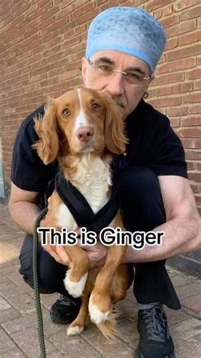 Noel Fitzpatrick on Instagram: "Dogs rock. They never fail to amaze me with their resilience. Lovely Ginger came to us at Fitzpatrick Referrals owing to a diagnosis of avascular necrosis of the femoral head - which is a type of disease in the bone caused by a disruption of blood supply. As a result little Ginger had bad hip pain and his muscle was wasting away. It is a genetic disease, with very little understood about it. We performed a total hip replacement to restore Gingers mobility and remo