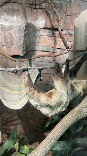 Dynamic sloth #sloth