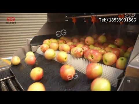 Export Ready Fruit Washing & Sorting