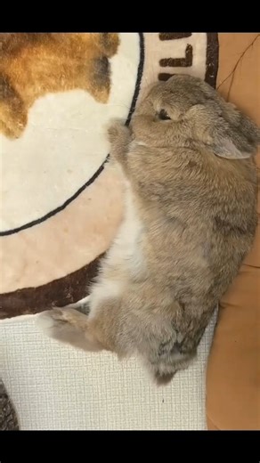 CarrotCove on Instagram: "Such gorgeous fur~ 🎯Wooden Handle Stainless Steel Long Teeth Grooming Comb for Pet Rabbit🎯 💫For more information, please click💫：https://www.carrotcove.com/products/wooden-handle-stainless-steel-long-teeth-grooming-comb-for-pet-rabbit 🥇www.carrotcove.com🥇 ✨Follow us for more✨ 🔽Visit our store via the Link below🔽 (Accessories,Daily Care,Dressing Up,Toys...)WELCOME #pethaircomb#rabbithaircomb#bunnycleaning#bunnyfur#healtybunny#furrybunny#furryrabbit#housebunnylife#