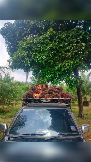 วันนี้เข้าแปลง ยูนิวานิช🌴🌴🌴 อายุ 3ปี ได้ 2020 kg ปุ๋ยม้าแดงทำงานละ ใช้มาเป็นปีที่2 รู้สึกว่าผลผลิตดีขึ้นเยอะครับ ใช้สูตร 13-6-27 2.4mg 2.5s 0.3B ลองใช้กันดูครับ ว่าปามเล็กนี่ร้อนได้แรง จริง ยอมได้