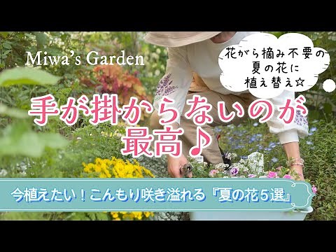 【暑さに強い！晩秋まで長く咲く＊夏の花５選】【花がら摘み不要】【ローメンテな花に植え替え】ガーデニング/一年草/多年草