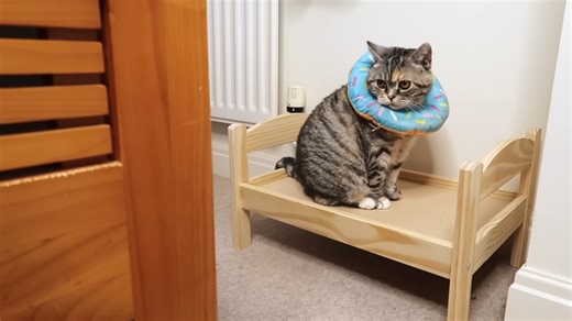 How do you build a life-sized LEGO cat?