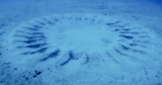 The mystery of Japan’s underwater 'crop circles' has a romantic twist