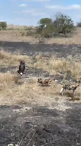 692K views · 1.8K reactions | Vultures Waiting Patiently – The Circle of Life in Action! #Vultures #AfricanWildlife #NatureDocumentary #SurvivalInstincts | Bagh Dushkhel | Facebook
