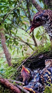 4.2K views · 19 reactions | Scaly thrush bird | Review Birds News | Facebook