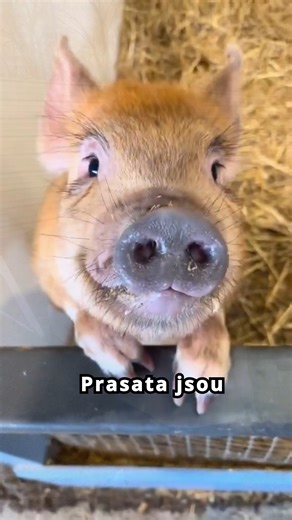 MasarykEdu on Instagram: "Prase – jedno z nejchytřejších zvířat, které lidé běžně jedí 🐷 prasata, inteligence zvířat, maso, etika, zajímavosti, domácí zvířata #Prase #Prasata #Zajímavosti #Etika #Zvířata #AnimalFacts"