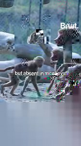 1.7K views · 16 reactions | Why don’t humans have tails? Scientists now know the answer. | Brut | Facebook