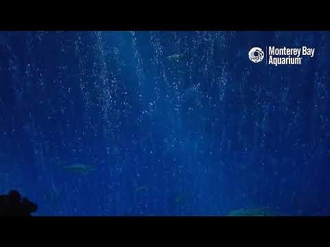 The hammerhead sharks are nailing it on the Open Sea Cam | Monterey Bay Aquarium Live Open Sea Cam