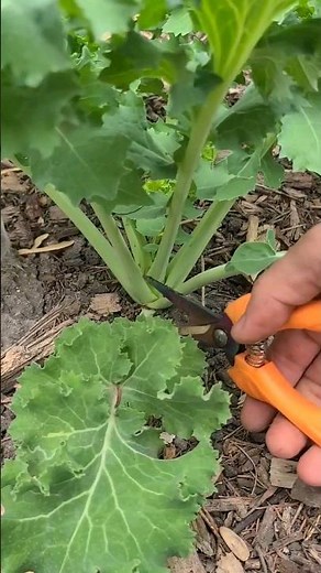 How to harvest kale, this will encourage the kale to grow more.