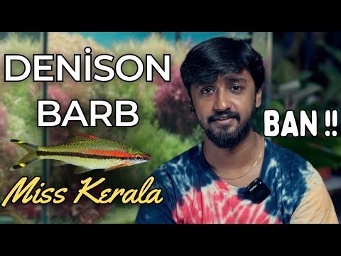 Denison Barb – Habitat, Care, and Why It’s Banned | Indian Native Aquarium Fish